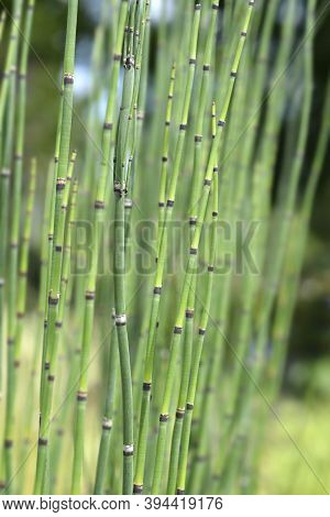 Scouring Rush Horsetail - Latin Name - Equisetum Hyemale