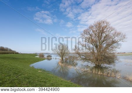 Flooded Trees In Water Of River Waal Near Loevestein Castle In The Netherlands And Reflections On Bl