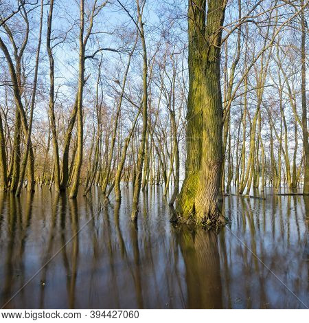 Flooded Trees In Floodplanes Near Gorinchem In The Netherlands