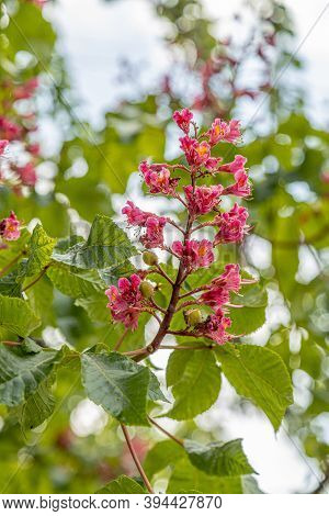 Red-flowered Horse-chestnut (aesculus Rubicunda) During Springtime Blossom Season At Paris. Closeup 