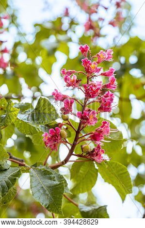 Red-flowered Horse-chestnut (aesculus Rubicunda) During Springtime Blossom Season At Paris. Closeup 