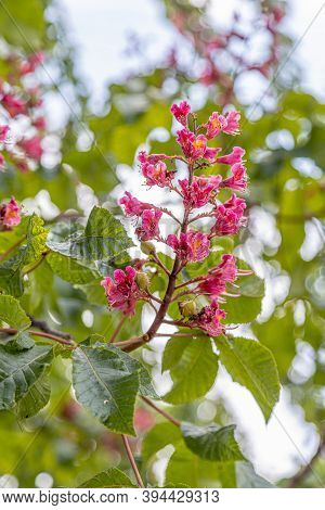 Red-flowered Horse-chestnut (aesculus Rubicunda) During Springtime Blossom Season At Paris. Closeup 