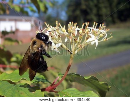Busy Bee