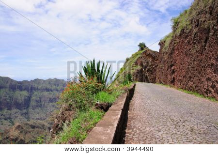 Agave On The Cliff