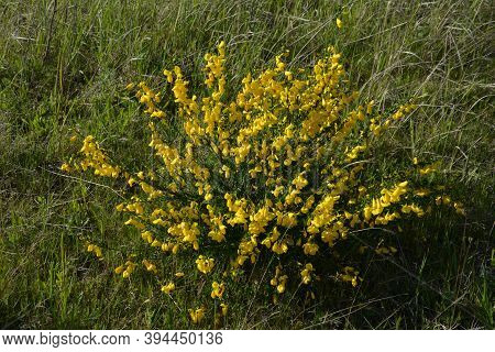 Cytisus Scoparius, Common Broom Or Scotch Broom Yellow Flowers Closeup Selective Focus.