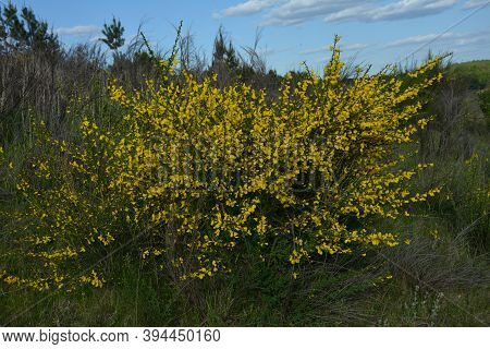 Cytisus Scoparius, Common Broom Or Scotch Broom Yellow Flowers Closeup Selective Focus.