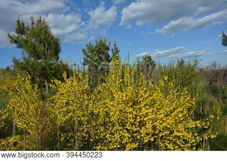 Cytisus Scoparius, Common Broom Or Scotch Broom Yellow Flowers Closeup Selective Focus.