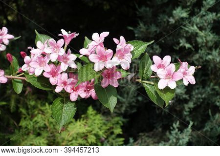 Horizontal Branch Of Blossoming Weigela Florida In May