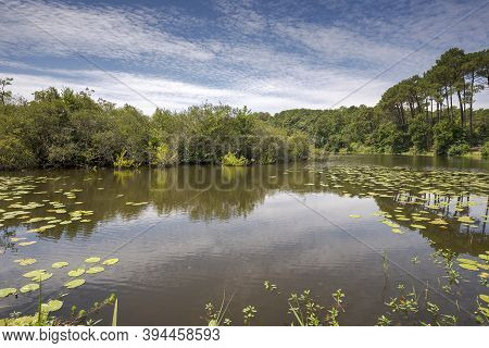 Views Of The Aureilhan Lake, In The Landes Department, France. The Pond Is Part Of The Natura 2000 S