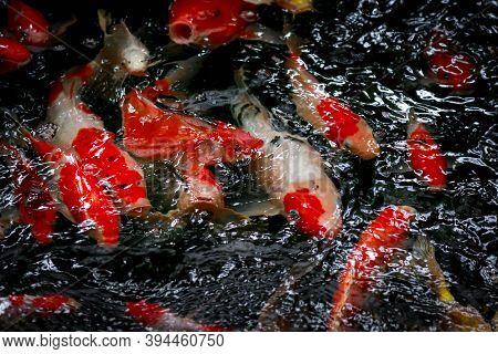 Close-up Of Mottled Black, White, Red, Orange & Golden Yellow Jinli, Nishikigoi Or Japanese Koi (cyp