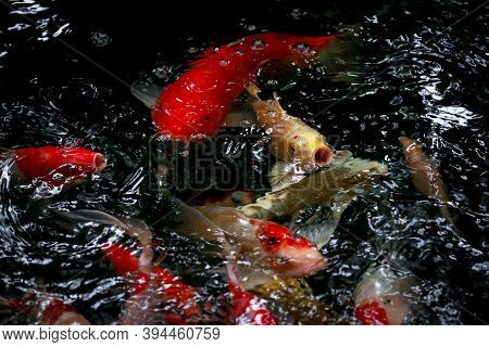 Close-up Of Mottled Black, White, Red, Orange & Golden Yellow Jinli, Nishikigoi Or Japanese Koi (cyp
