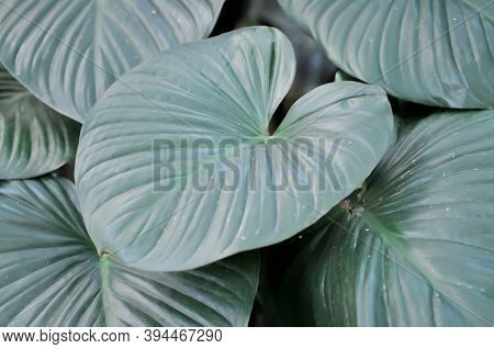 Proiphys Amboinensis,cardwell Lily, Northern Christmas Lily Plant