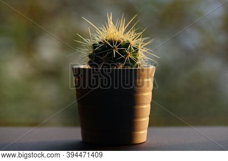 Single Cactus Plants On Sunset Sit On Window
