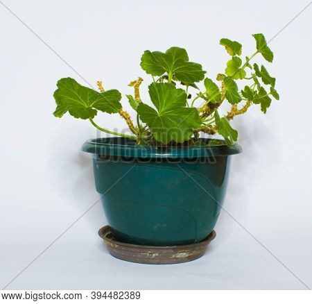 Geraniums, Pelargoniums, Or Storksbills Flowering Plant On Gray Background
