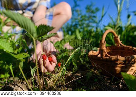 Hand Picks A Red Berry In A Forest Glade. Focus On The Berry And Hand, The Background Is Blurred.