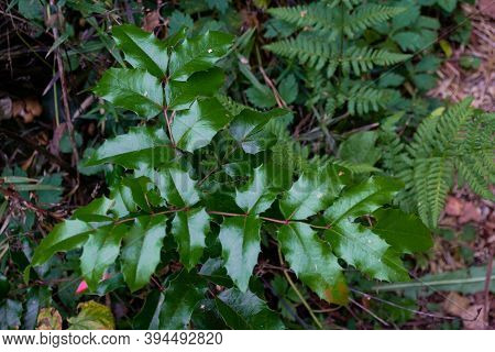 The Plant Mahonia Holm With Bright Green And Red Shiny Leaves And Dark Blue Berries Growing In The W