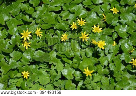 Close Up Of Delicate Yellow Flowers Of Ranunculus Repens Plant Commonly Known As The Creeping Butter