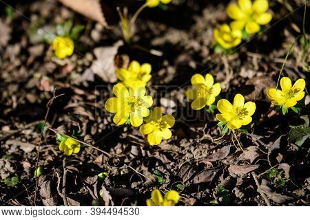 Close Up Of Delicate Yellow Flowers Of Ranunculus Repens Plant Commonly Known As The Creeping Butter
