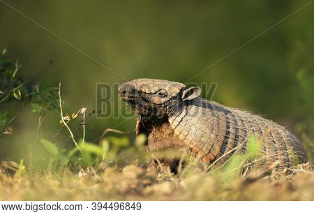 Close Up Of A Six-banded Armadillo (euphractus Sexcinctus) Against Green Background, South Pantanal,