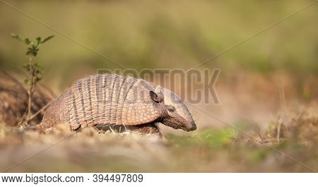 Close Up Of A Six-banded Armadillo (euphractus Sexcinctus), South Pantanal, Brazil.