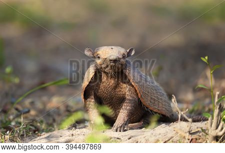 Close Up Of A Six-banded Armadillo (euphractus Sexcinctus) In South Pantanal, Brazil.
