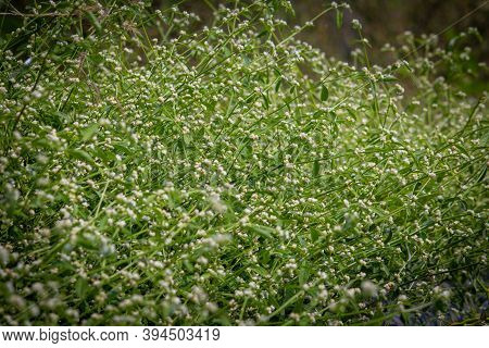 Highly Invasive Herb, Parthenium (parthenium Hysterophorus, Known As Congress Grass In India)
