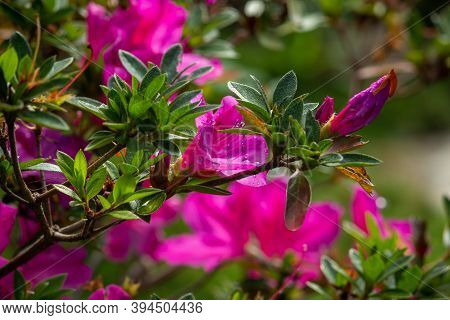Beautiful Pink Lily Flowers(known As Zephyranthes Rosea) In A Garden With Dew Drops Over Its Petals.