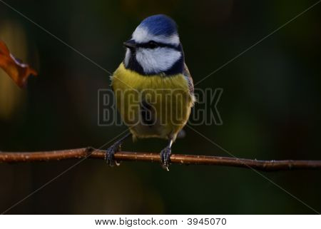 Blaumeise auf einem Ast