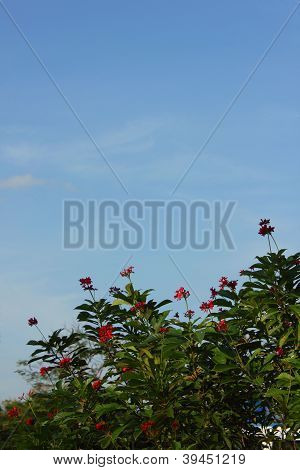 Flor roja contra el cielo
