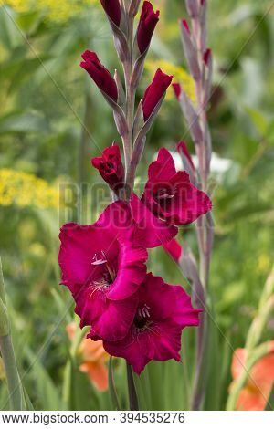 Blooming Beautiful Gladioli Bloom In The Garden Among Other Flowers. Large-flowered Raspberry Gladio