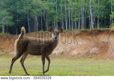 Young Female Sambar Deer In Khao Yai National Park Thailand1