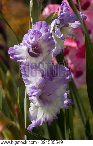 Blooming In The Garden Large-flowered Blue-white Gladiolus (blue Frost), Beautiful Tall Flowers. Gar