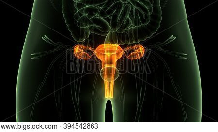 3d Illustration Concept Of Female Reproductive System With Nervous System And Urinary Bladder Anatom