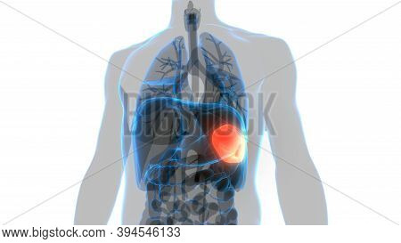 3d Illustration Concept Of Human Internal Organ Spleen Anatomy