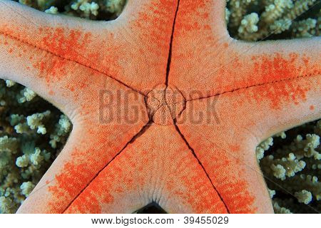 Sea star