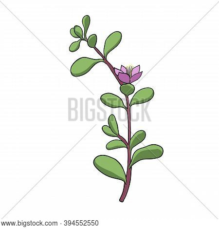 Vector Drawing Shoreline Purslane, Sesuvium Portulacastrum , Hand Drawn Illustration Of Medicinal Pl