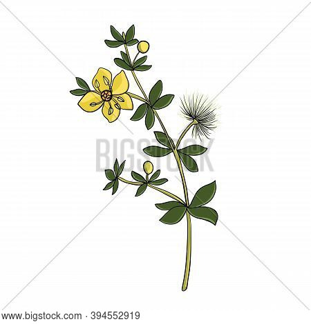 Vector Drawing Chaparral, Larrea Tridentata , Hand Drawn Illustration