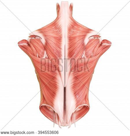 3d Illustration Concept Of Muscles A Part Of Human Mucular System Anatomy