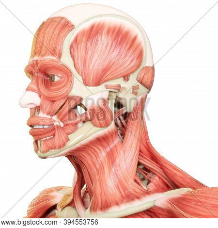 3d Illustration Concept Of Muscles A Part Of Human Mucular System Anatomy