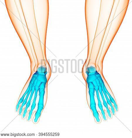 3d Illustration Concept Of Human Skeleton System Foot Bone Joints Anatomy