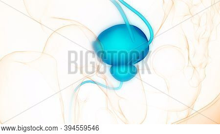 3d Illustration Concept Of Human Urinary System Bladder Anatomy