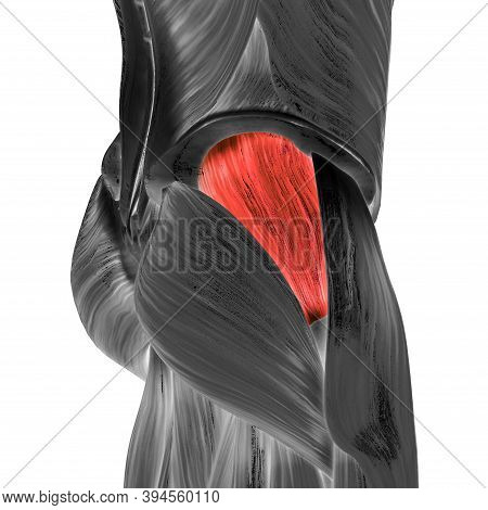 3d Illustration Concept Of Human Muscular System Leg Muscles Gluteus Medius Muscle Anatomy
