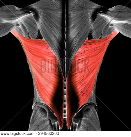 3d Illustration Concept Of Human Muscular System Torso Muscles Latissimus Dorsi Muscle Anatomy
