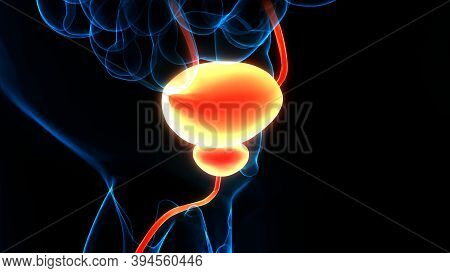 3d Illustration Concept Of Human Urinary System Bladder Anatomy