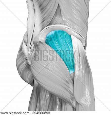 3d Illustration Concept Of Human Muscular System Leg Muscles Gluteus Medius Muscle Anatomy