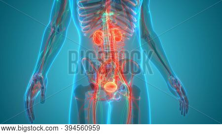 3d Illustration Concept Of Human Urinary System Kidneys With Bladder Anatomy