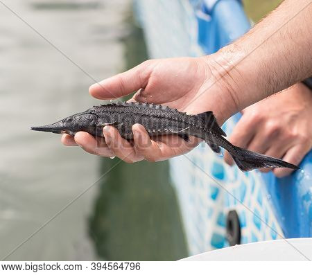 Mens Hand Holds Little Sturgeon, Nature, Farm