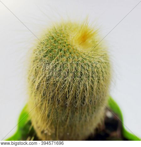 Conceptual Cactus. Cactus With Yellow Shaggy Needles On A Blurred Background