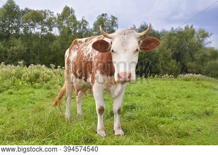 Red Spotted Cow Grazing On The Field With Green Grass. Farm Animals. Cow Full Length On Farmland