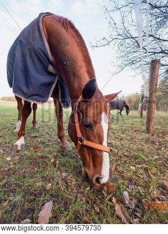 Nice Brown Horse Grazzing Frozen Gras In Cold Morning. Horse Wearing Orange Halter And Blue Blanket 